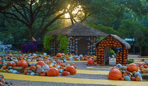 pumpkin village morning sun dallas arboretum - Dallas Arboretum and ...