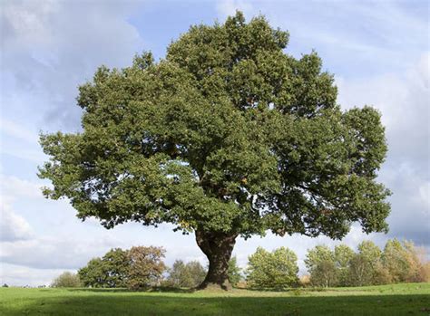 British oak tree threat: Michael Gove's plan to stop a disease from wiping out oaks | Politics ...