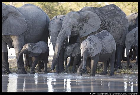 Photograph by Philip Greenspun: elephants-with-baby-watering-hole