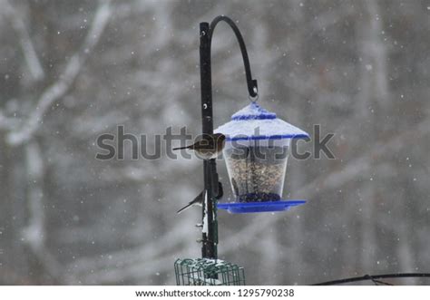 2 Black Eyed Junko Bird Feeder Royalty-Free Images, Stock Photos & Pictures | Shutterstock