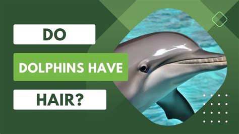 Do Dolphins Have Hair? Hair Today, Gone Tomorrow | DolphinXpert.com