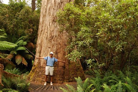measuring the basis of a 100 mt tall white gum tree - ever… | Flickr