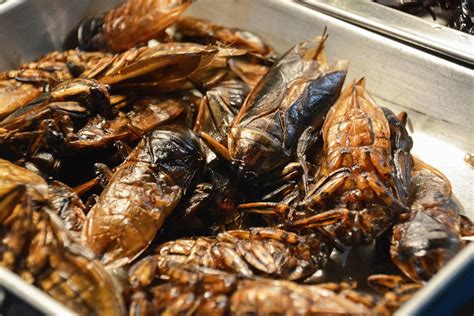 Insect based food:all you need to know | bygora.com