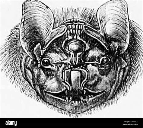 Common vampire bat teeth Black and White Stock Photos & Images - Alamy