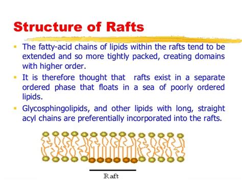 Lipid rafts an overview