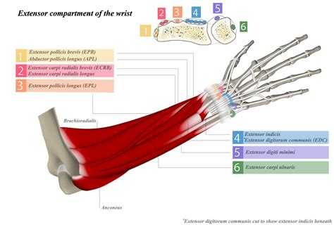 Extensor Tendon Compartments - Hand - Orthobullets