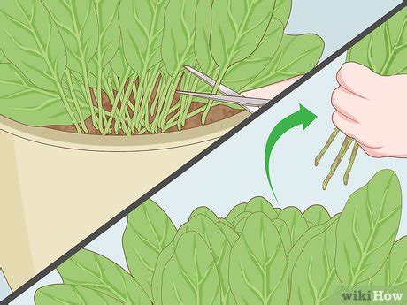 How to Harvest Spinach: 7 Steps (with Pictures) - wikiHow