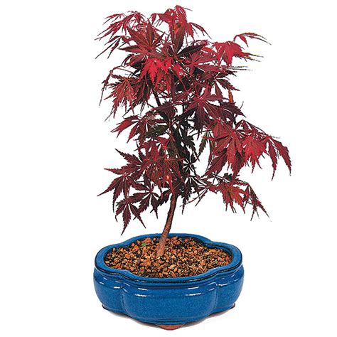 Red Maple Bonsai Tree Care