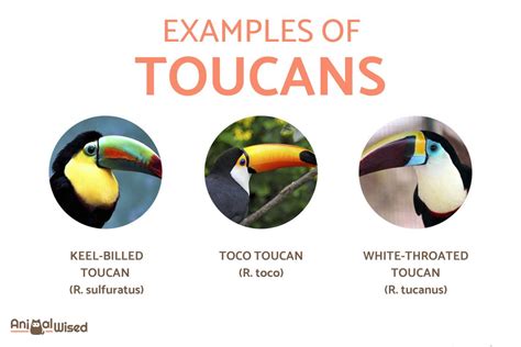 Types of Toucans - Different Toucan Species With Photos