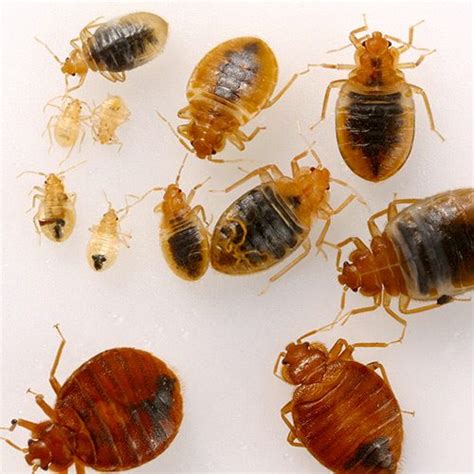 9 Signs Of a Bed Bug Infestation - Pest Control Gurus