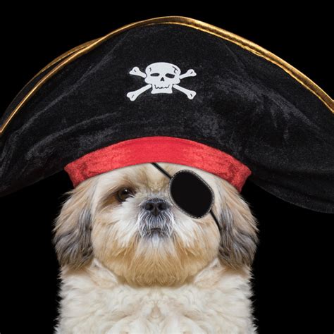 40 Pirate Dog Costumes That Will Melt Your Heart - Costume Yeti