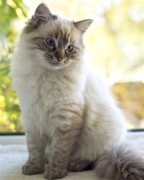 Seal Point Ragdoll Cat: Patterns, Genetics, Health & FAQs