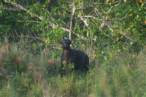 Rangers protecting Philippine tamaraws go hungry as pandemic bites