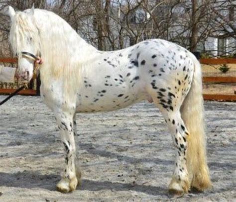 MYSTIC WARRIOR --another photo of this beautiful Friesian/Appaloosa cross Stallion. | Most ...