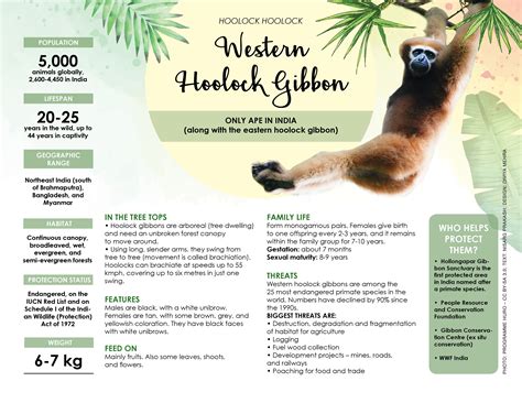 The Western Hoolock Gibbon: Facts, Habitat, Threats | RoundGlass | Sustain