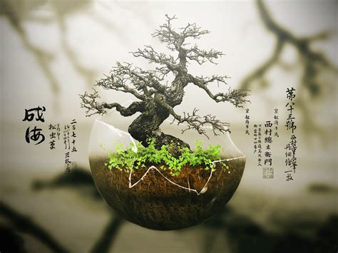 bonsai Wallpapers HD / Desktop and Mobile Backgrounds