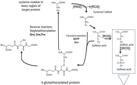 Figure 2 from The role of glutathione S-transferase P in signaling ...