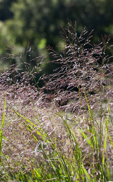 Panicum - Dig Delve – An online magazine about gardens, landscape, growing & making. Dig Delve ...