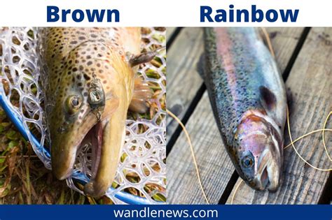 Brown Trout vs Rainbow Trout - What's the Difference?