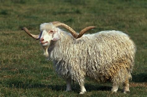 Angora Goat Breed Producing Mohair Wool Billygoat With Long Horns Stock Photo - Download Image ...