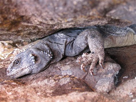 Zion National Park Wildlife - National Park Photographer