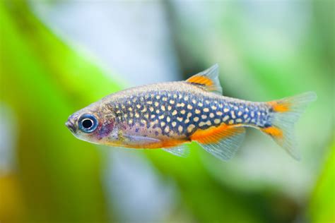 Galaxy Rasbora – The Consolidated Fish Farms Inc.