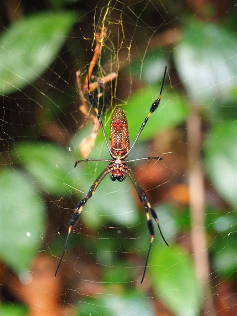 9 animals to see in Cahuita National Park - Tiny Travelogue