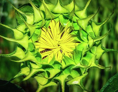 Sunflower Blooming Photograph by Tim Bond - Fine Art America