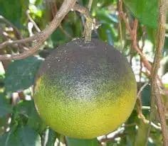 Sooty Mold on Citrus - Symptoms, Effects and Cure