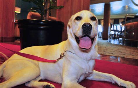 What Makes a Hotel Truly Pet-Friendly