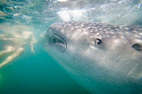 The Whale Sharks of Donsol | Photographer Jacob Maentz