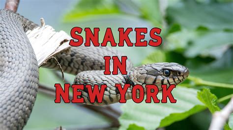 18 Snakes in New York (Pictures and Identification)