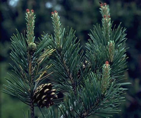 Pinus sylvestris - EUFORGEN European forest genetic resources programme