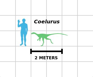 文件:Coelurus size estimate chart.svg - A+医学百科