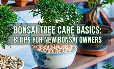 8 Tips for Growing and Caring for Bonsai Tree | Indoor Gardening