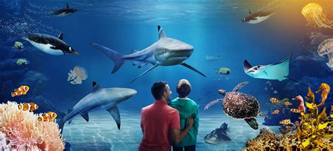 Visit SEA LIFE London Aquarium for sharks, jellyfish & more