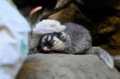 Ferret badgers: Cute little creatures suspected as COVID-19 carriers ...