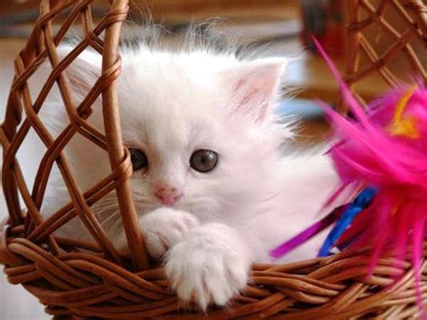 Cute Cat Wallpapers - Trawel India Mails