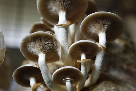 Mushroom Mycelium Health Benefits | Rritual Superfoods