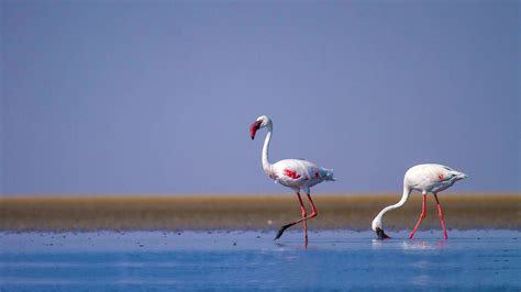 Rann of Kutch - History, Sightseeing, Things to Do, Hotel | Adotrip