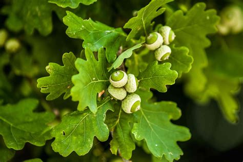 Oak Trees and Acorn Production: Weather, Location, and Other Factors