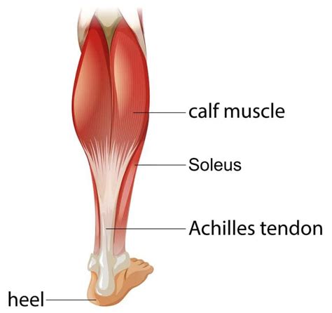 7 Best Gastrocnemius Stretches for Tight Calves – Fitness Volt