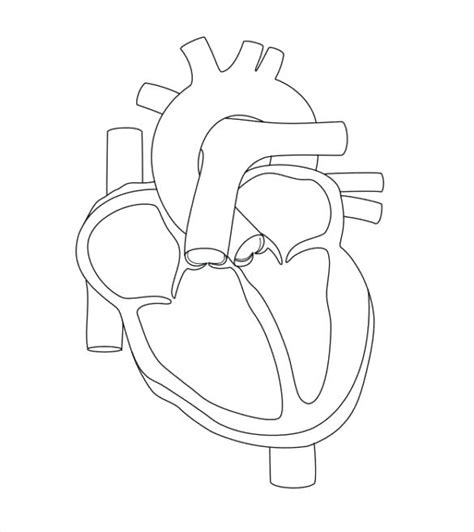 Heart Diagram Drawing at PaintingValley.com | Explore collection of Heart Diagram Drawing