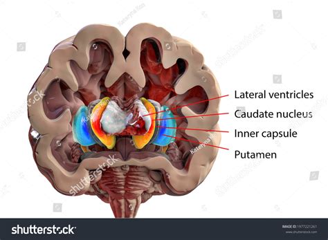 Human Brain Anatomy Basal Ganglia 3d Stock Illustration 1977221261 | Shutterstock