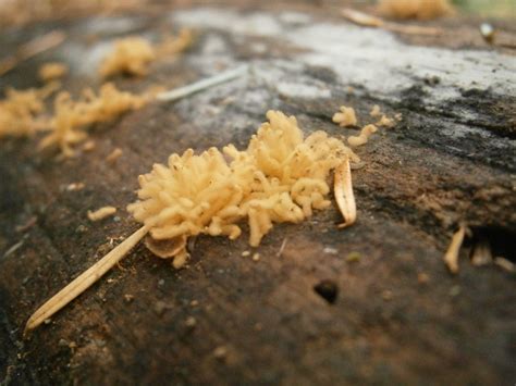 P7050023 | Slime Mold (Identification unknown) Fir needles f… | Flickr