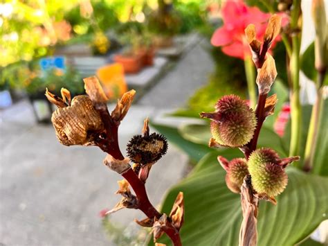 How to grow Canna Lilies In Containers - The Thrifted Planter