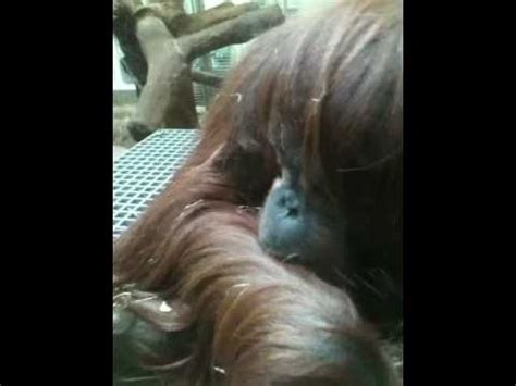 ORANGUTAN EATING POOP - YouTube