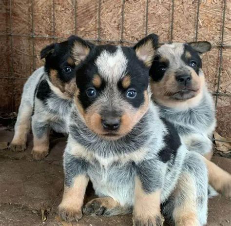 15 Photos Of Australian Cattle Dog Puppies That Make Everyone's Heart ...