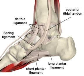 spring ligament - Google Search | Ankle tendonitis, Feet, Posterior tibial tendonitis