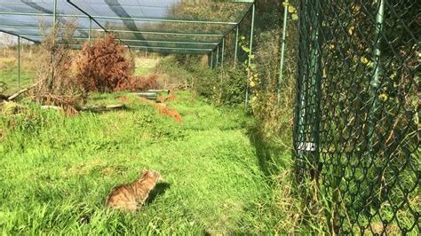 NEW: Rare Footage Of Scottish Wildcat!